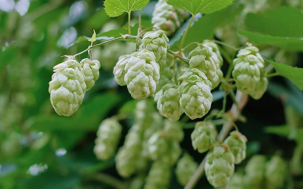 Bitterstoffe_Hopfenblüten